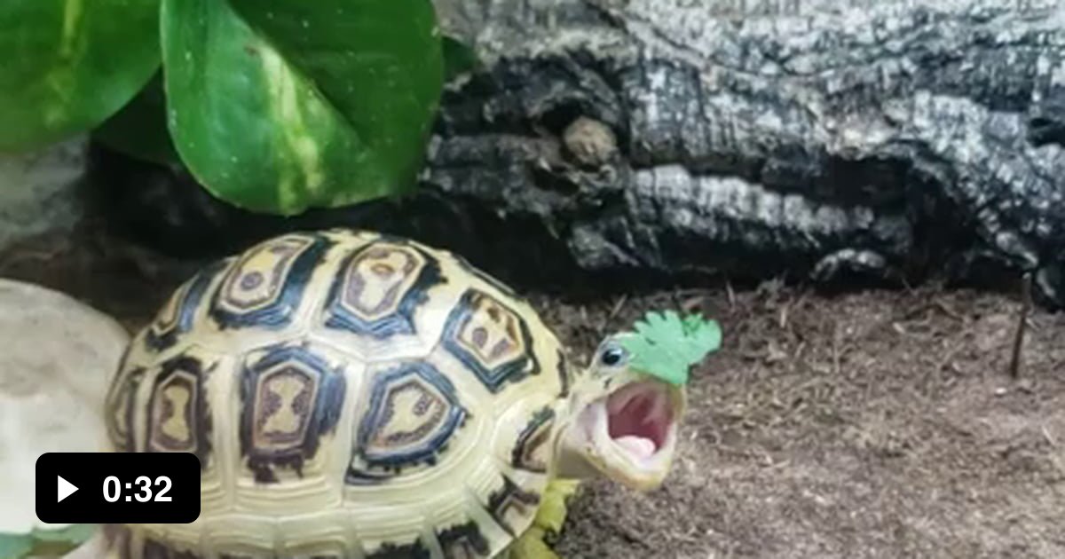 Turtle life - 9GAG