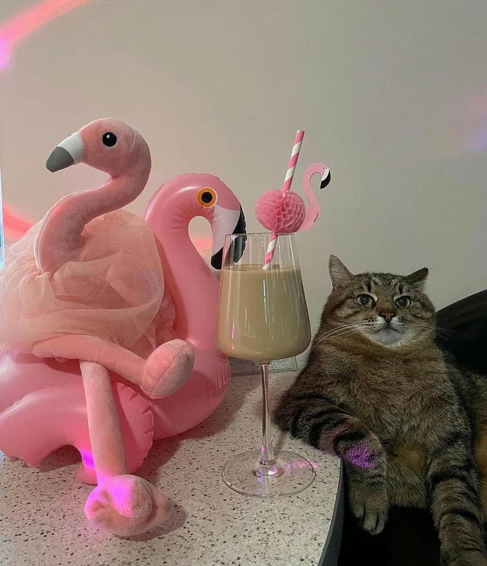 When the party gets wild - 9GAG
