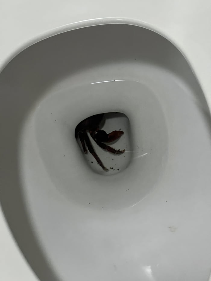 Toilet Crab, dweller of the nether region 9GAG