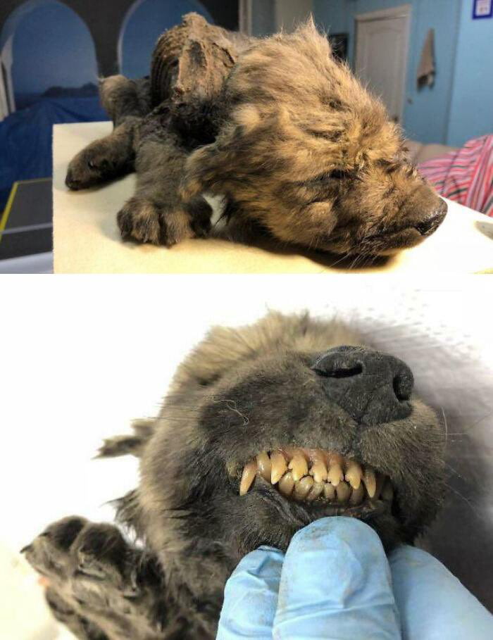 “Dogor” An 18,000 YearOld Puppy That Was Discovered In The Siberian Permafrost. He’s So Well