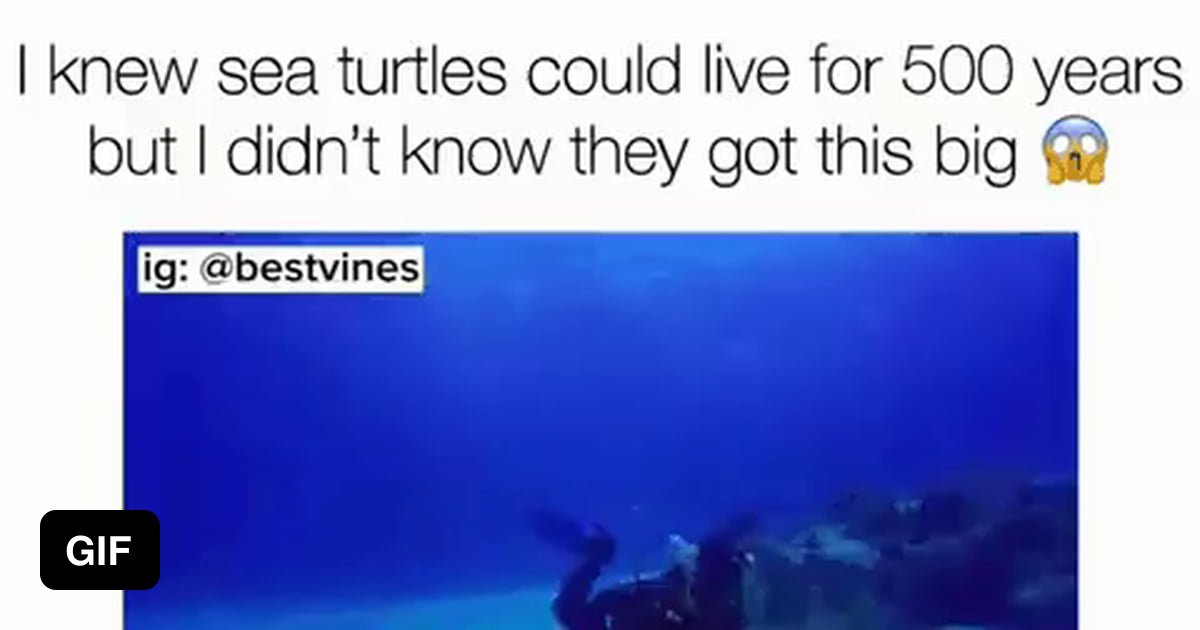 The heaviest legitimate weight records are between 200 and 250 pounds