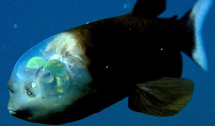 This Barreleye Fish, astonishing - 9GAG