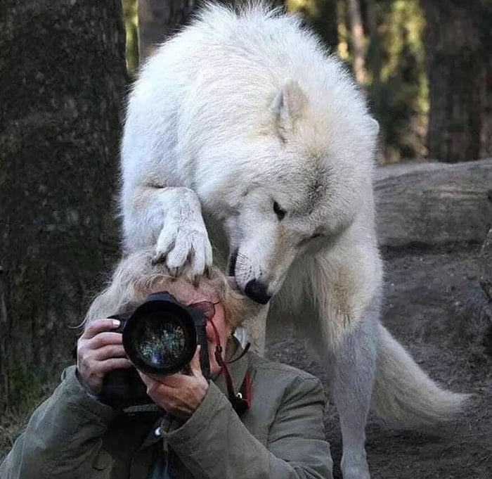 Bethany the wolf master - 9GAG