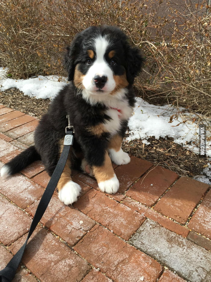Why I Love Being A Pet Sitter 9GAG