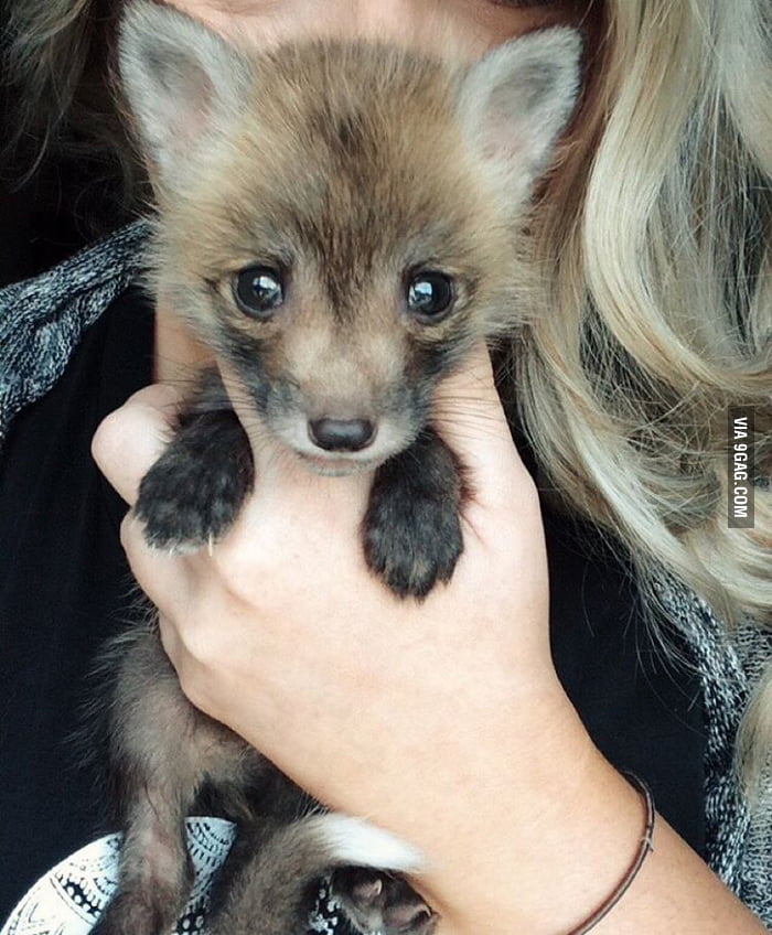 Adorable baby red fox. 9GAG