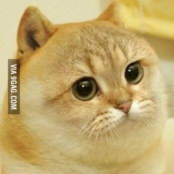 Doge?? Cate?? - 9GAG