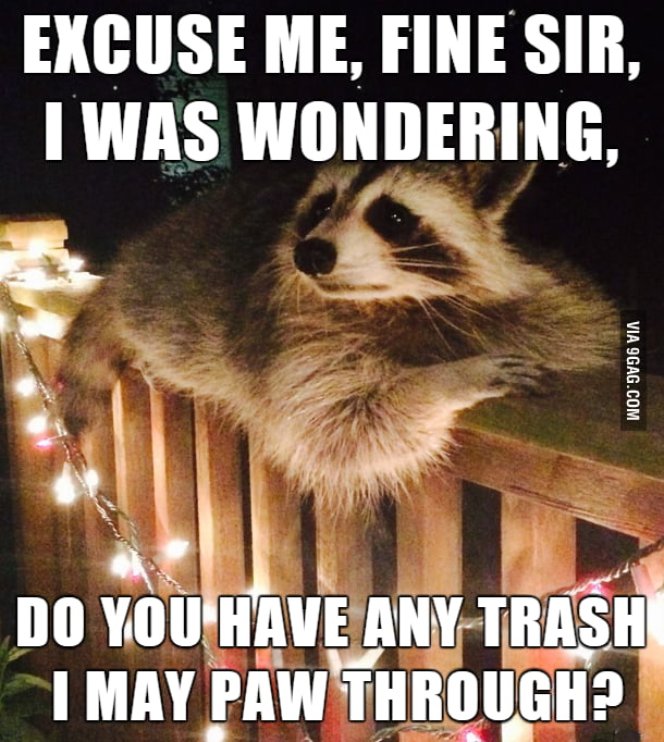 Polite trash panda has a question for you - 9GAG