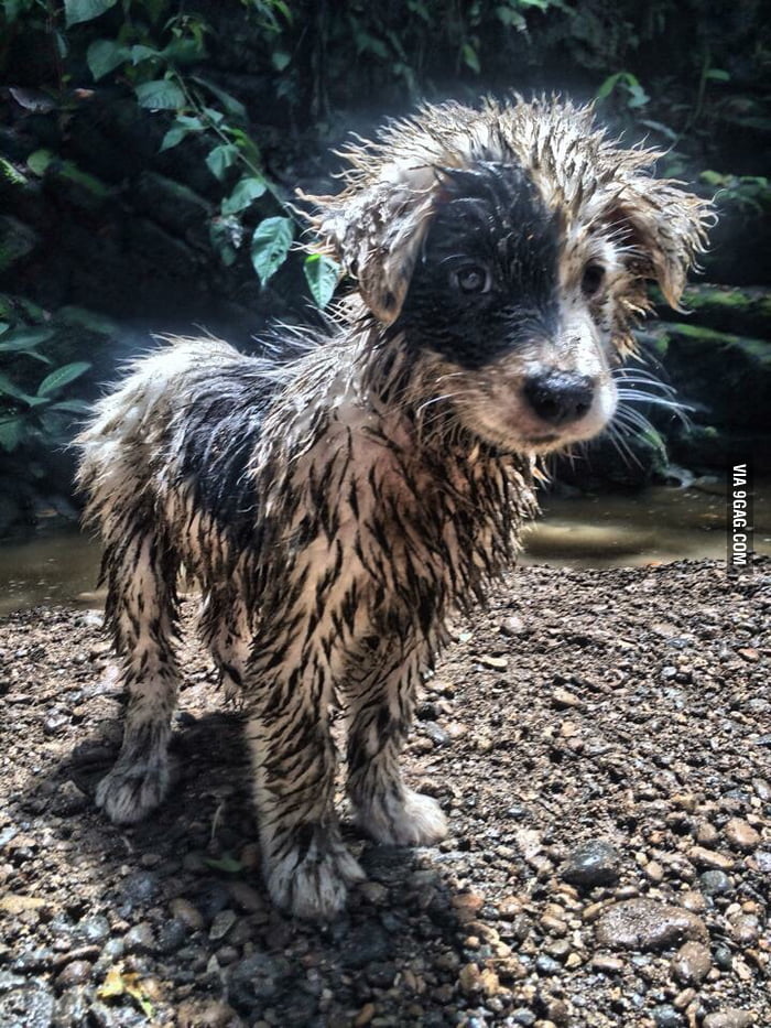 This dog in Costa Rica 9GAG