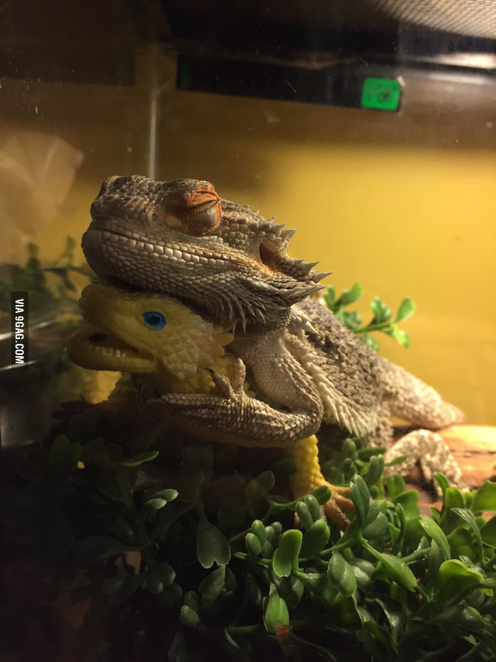 bearded dragon toy
