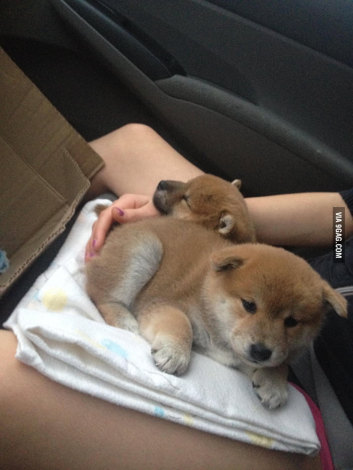 5-week-old-puppies-9gag