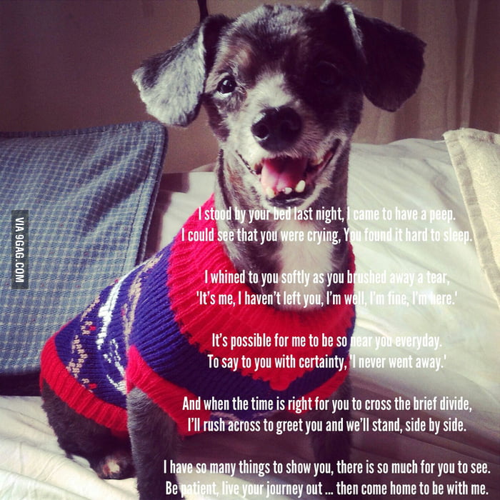 My dog died and I'm having a hard time coping. I'm living in another