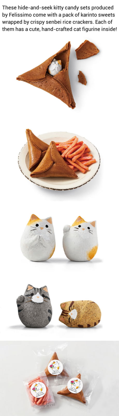 cat fortune cookies