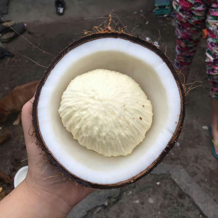 Tumbuang, a sponge fruit inside coconut fruit. coconut only grows this fruit when it is ripe