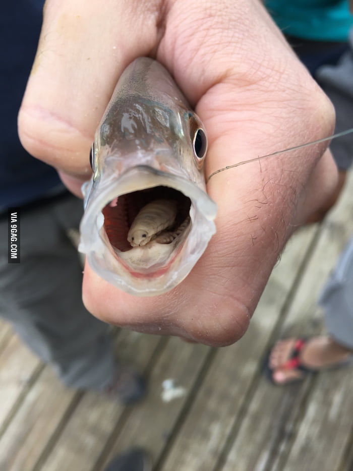 Какой рот у рыб