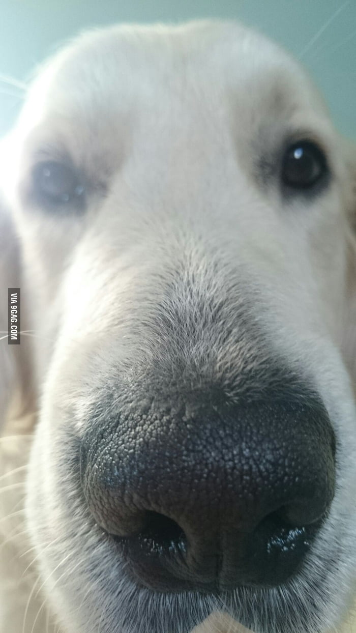 This Is What Wakes Me Up Every Morning. Coldest Nose On Earth. - 9gag