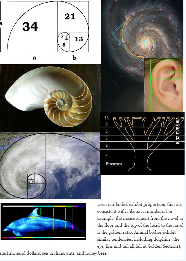 Math In Nature A B Golden Ratio 1 618 Fibonacci Sequence 0 1 1 2 3 5 8 13 21 34 9gag
