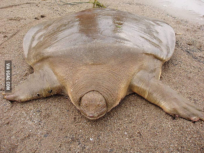 Just A Tortoise Without It s Shell sorry No Banana For Scale 9GAG Just A Tortoise Without It s Shell sorry No Banana For Scale 9GAG