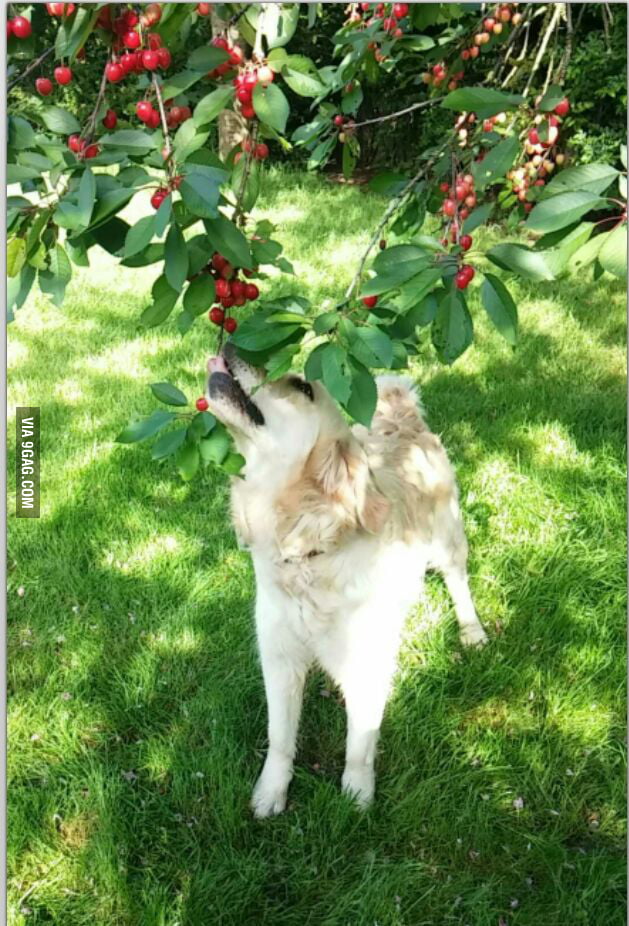 This is my dog, he loves cherries 9GAG