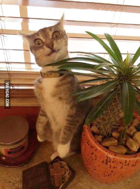 This cat tried to eat a cactus. 9GAG