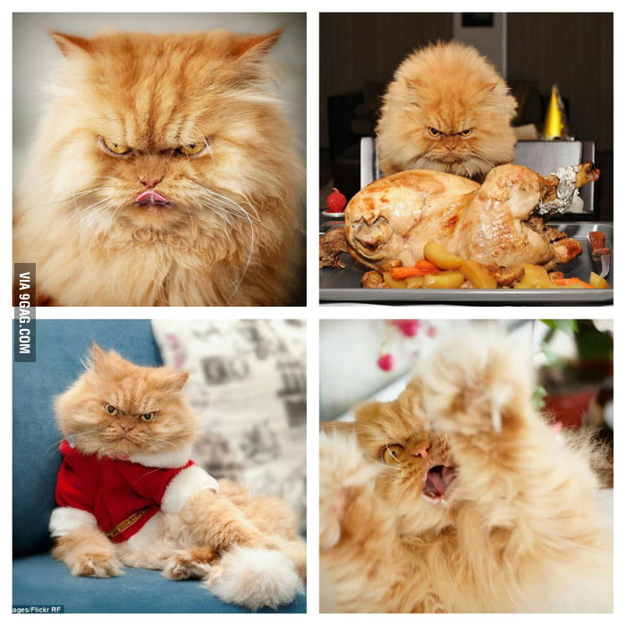 Meet Garfi, The World's Angriest Cat