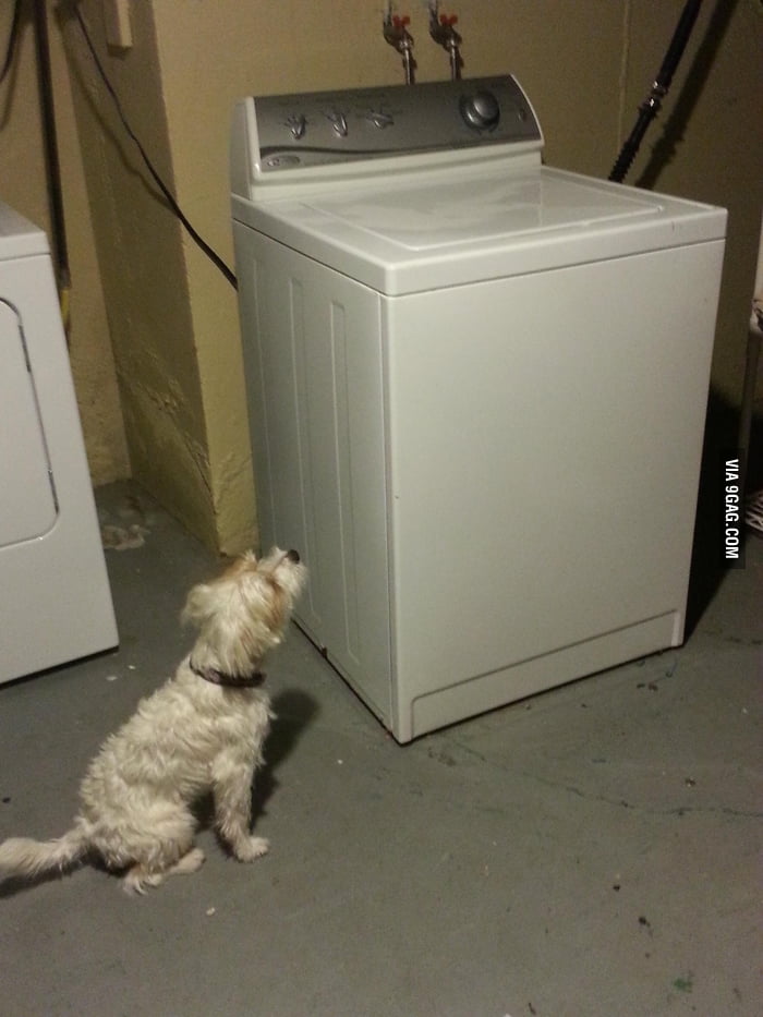 stuffed animals in the washing machine