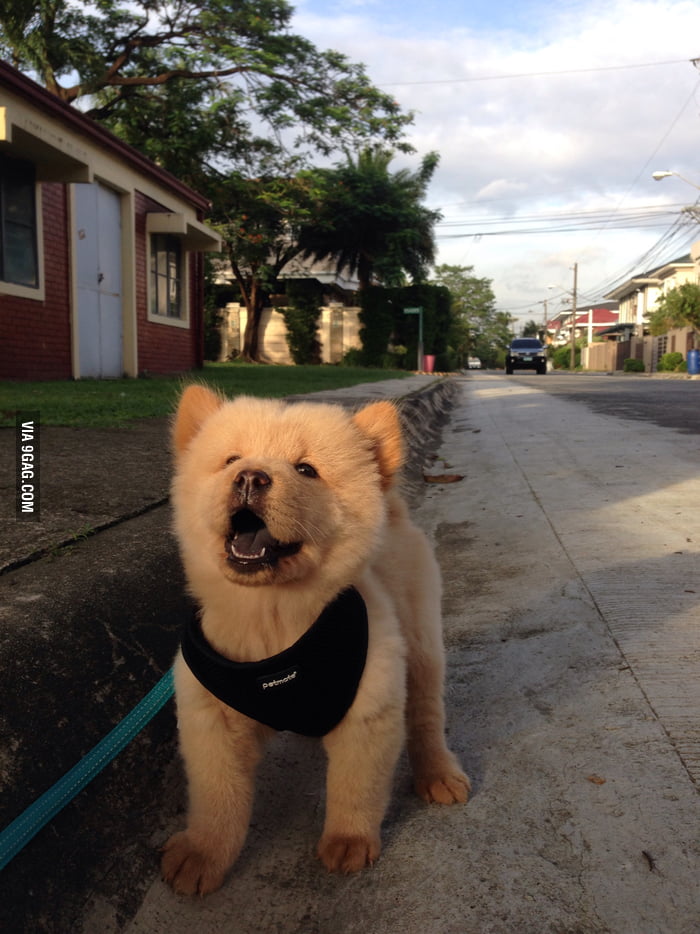 My new dog's first reaction to sunrise. (She is 2 months old) - 9GAG