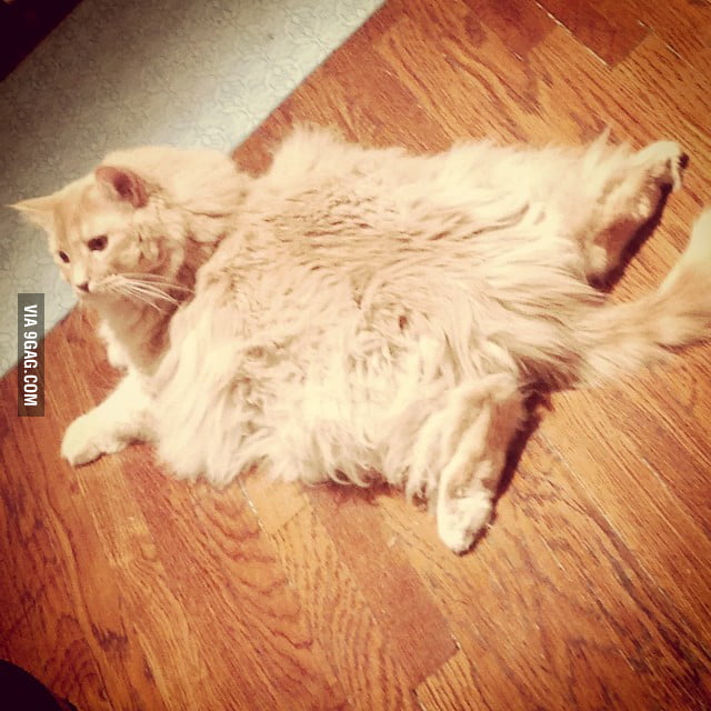 This cat is a rectangle - 9GAG