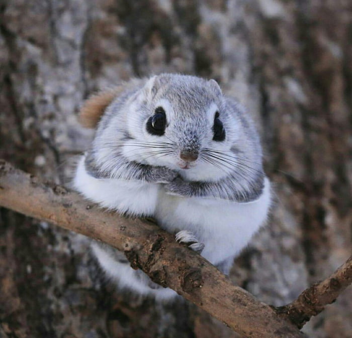 Japanese dwarf flying squirrel. - 9GAG