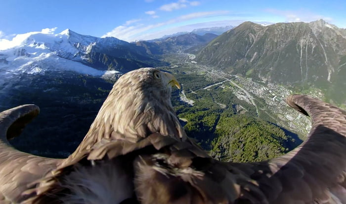 victor-a-white-tailed-eagle-equipped-with-a-360-camera-flies-over