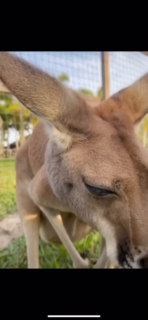 Kangaroo In Pouch 7106