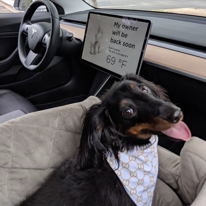 Tesla Cars Are Designed With A Dog Mode Display That Indicates The Interior Temperature 9gag