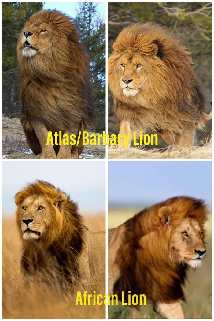 The Difference in Mane size between the Atlas (Barbary) lion and