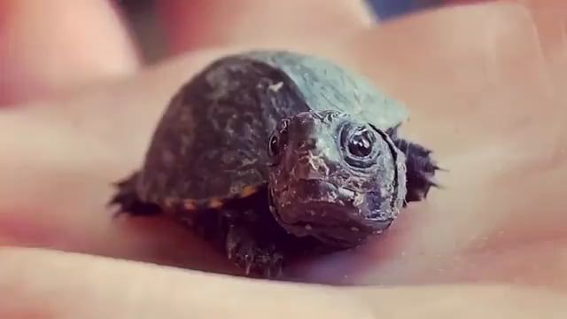 Baby Turtle Yawn - 9GAG