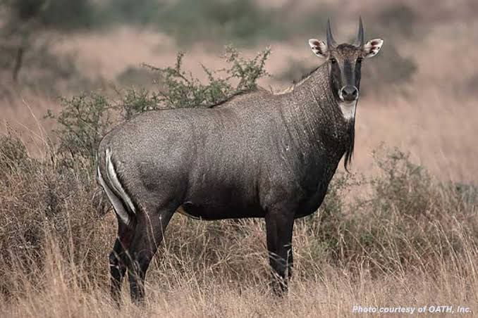 The nilgai or blue bull (Boselaphus tragocamelus) native to the Indian ...