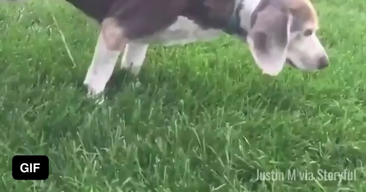 Das HosenHound, Chaser of Mailmen and Marker of Boundaries (Optional