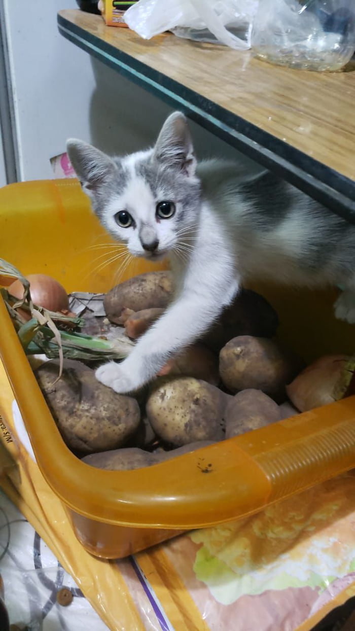 He is the potato guardian 9GAG