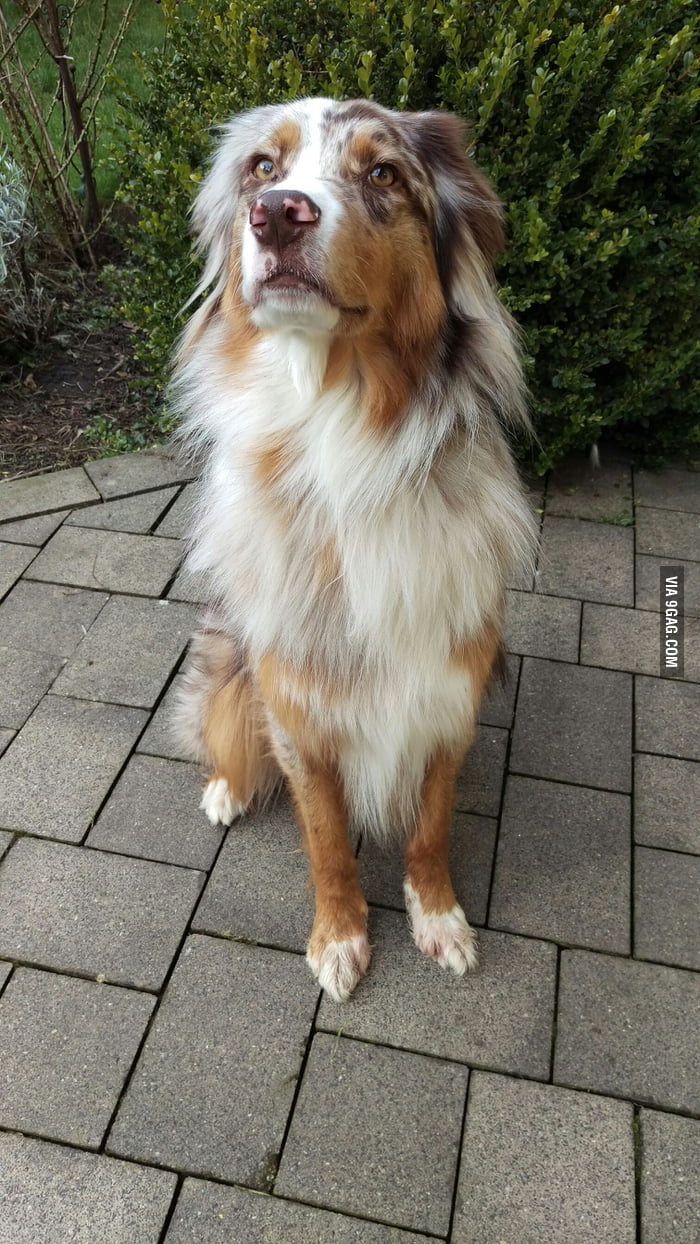 Does 9gag like my floofy aussie? - 9GAG