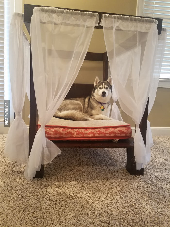 I built my husky a canopy bed, and now she won't get out of it. 9GAG
