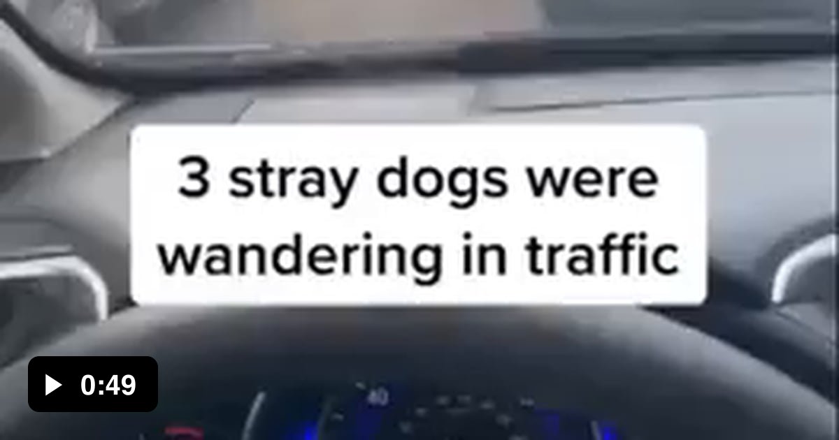 This brave lady saved some dogs in the traffic! 🧡 - 9GAG
