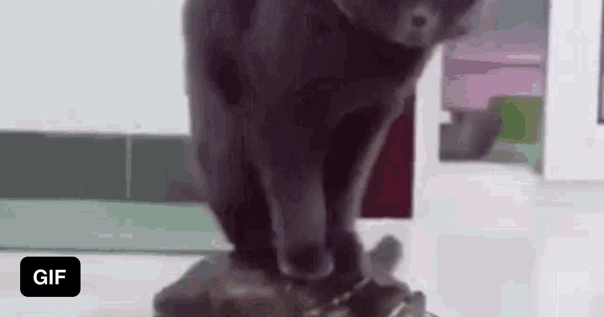 Not only dogs ride turtles - 9GAG