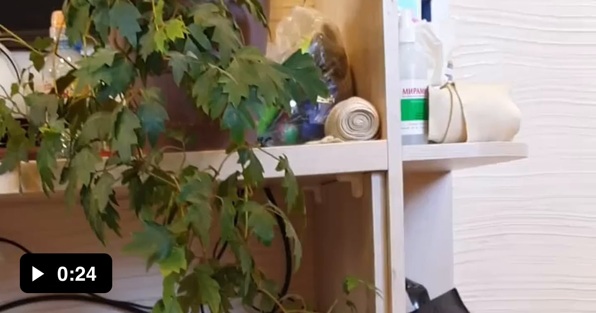 A smol cat and a smol bread - 9GAG