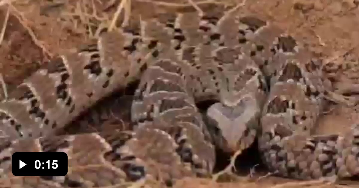 This snake is really putting on a show, what a dramatic performance - 9GAG