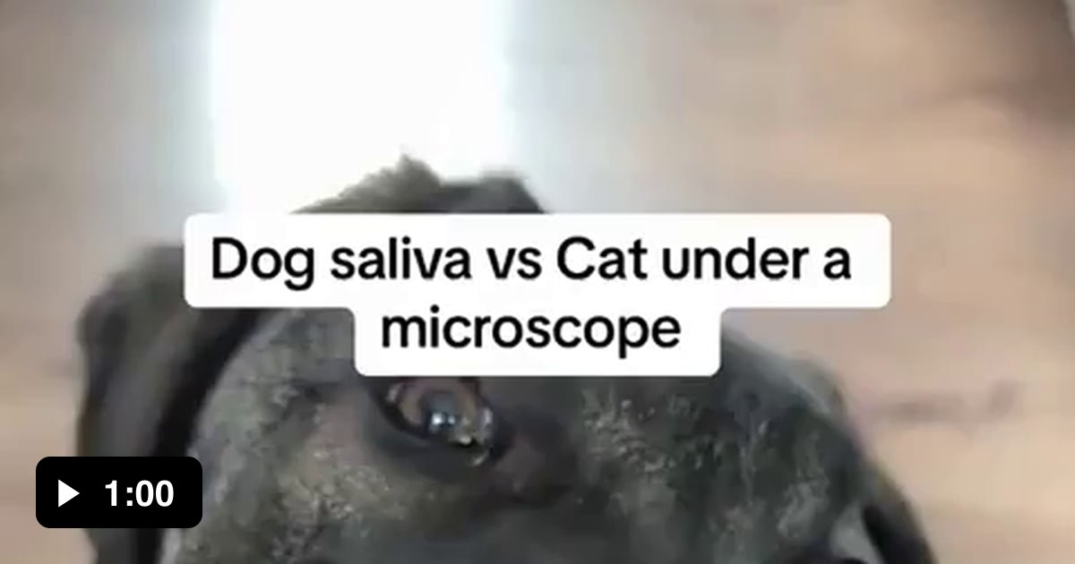 Dog saliva vs Cat saliva under a microscope 🔬 - 9GAG