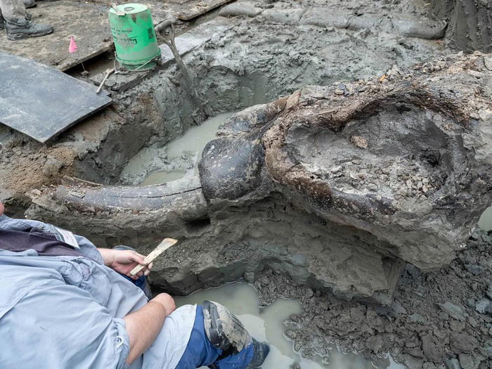 13,600-Year-Old Mastodon Skull Uncovered In Iowa | The Hulking Creature ...