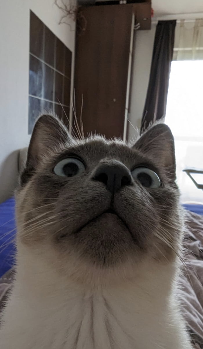 It's just a cat - 9GAG