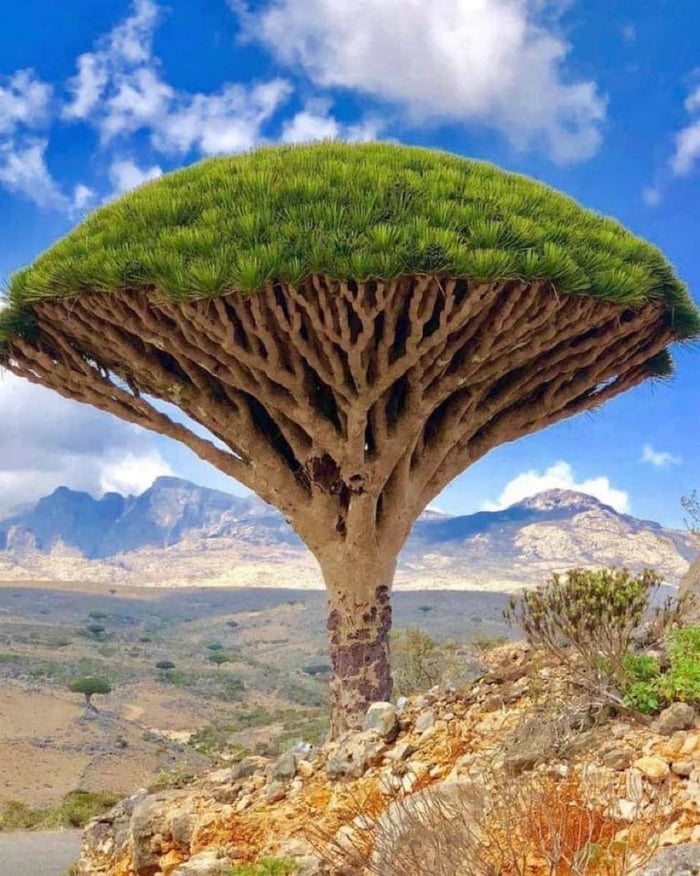 Dragon S Blood Tree On Socotra Island 9gag