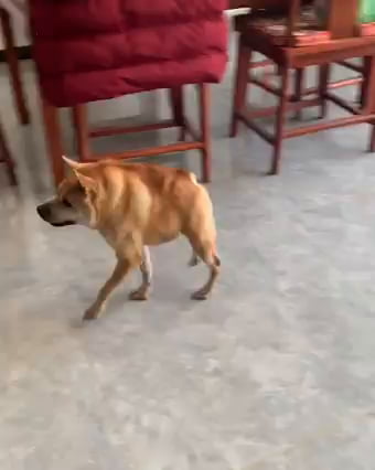 short spine syndrome dog short spine syndrome dog