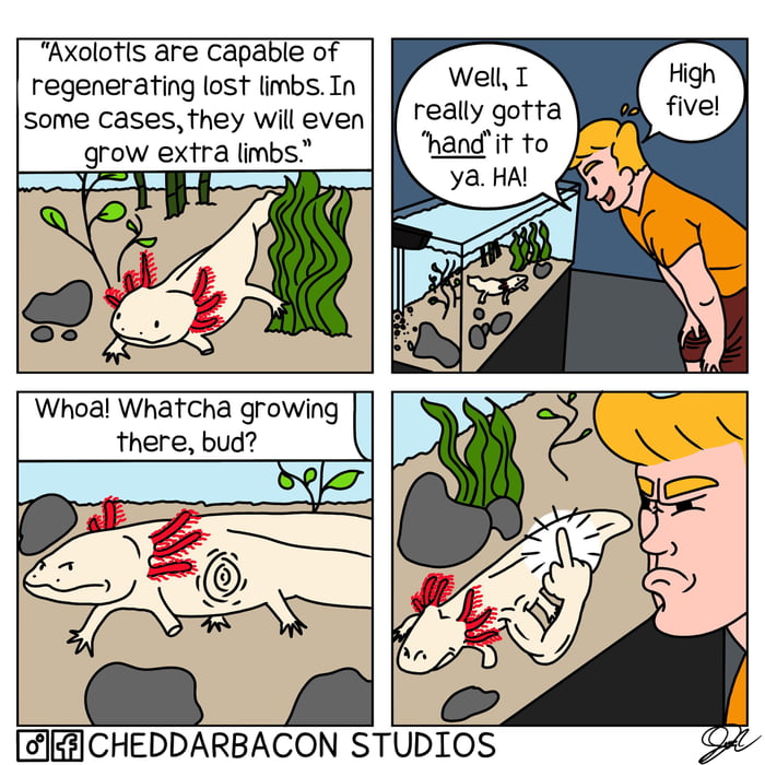 Gonna Go Out On A Limb Here 9gag