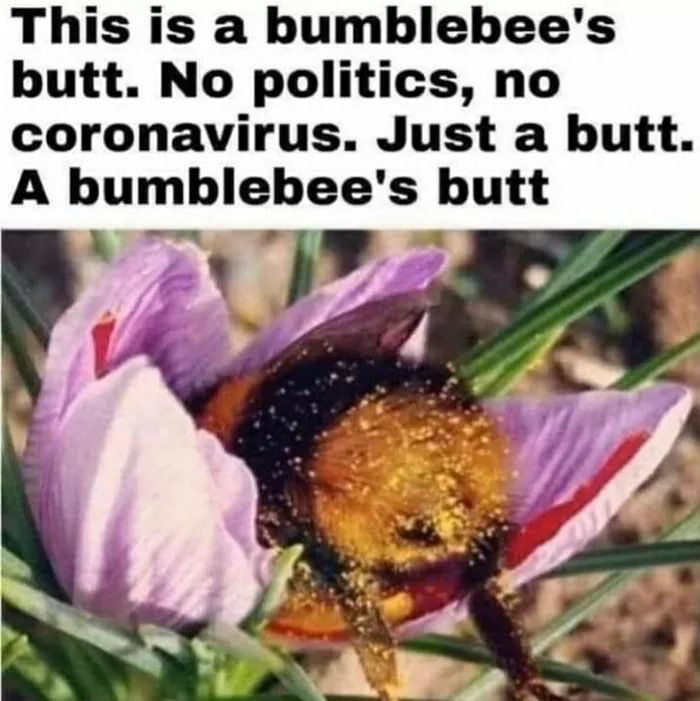 Bumblebee butts for the win. - 9GAG