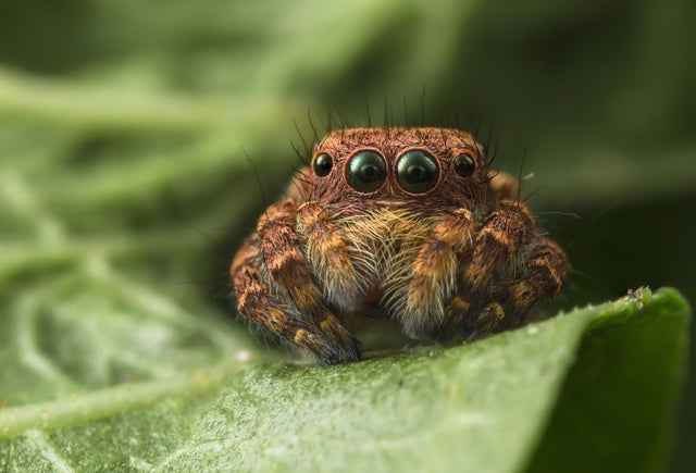 some-spiders-have-eyes-like-surveillance-cameras-9gag